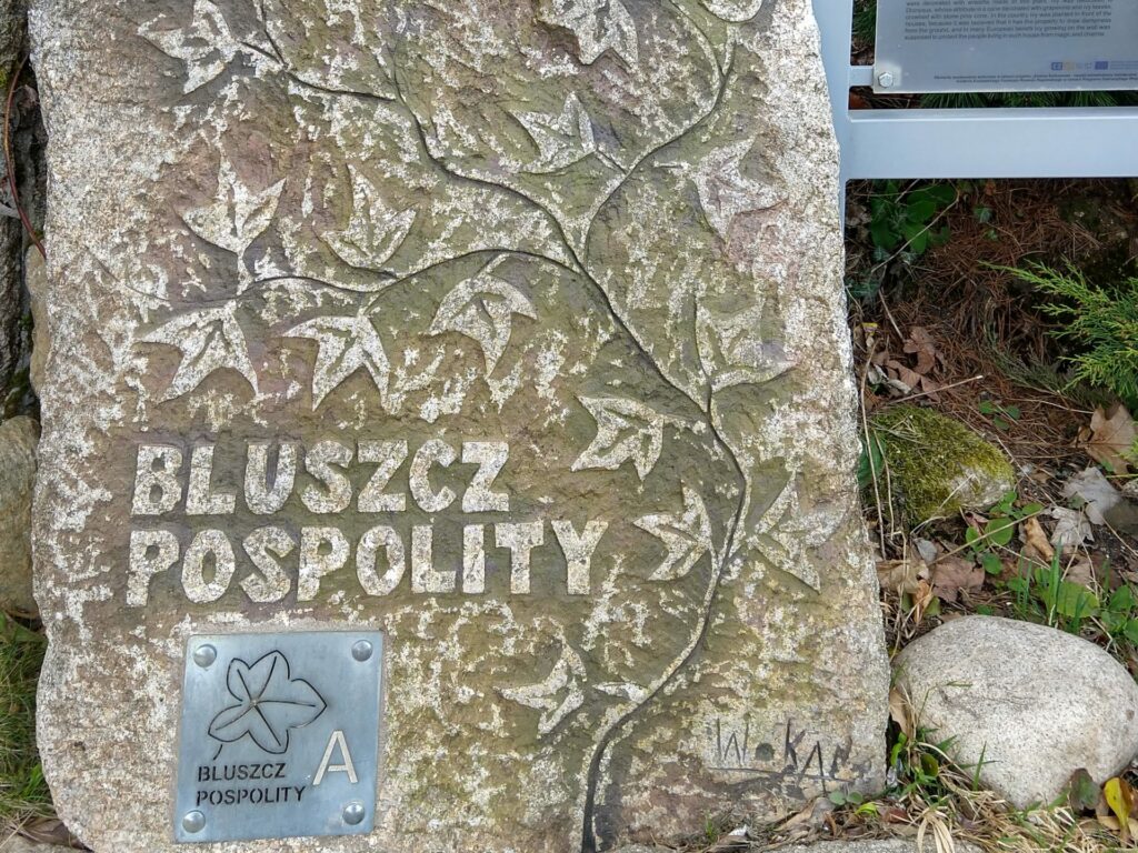 Wiecznie zielony bluszcz