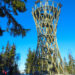 wieża widokowa borowa