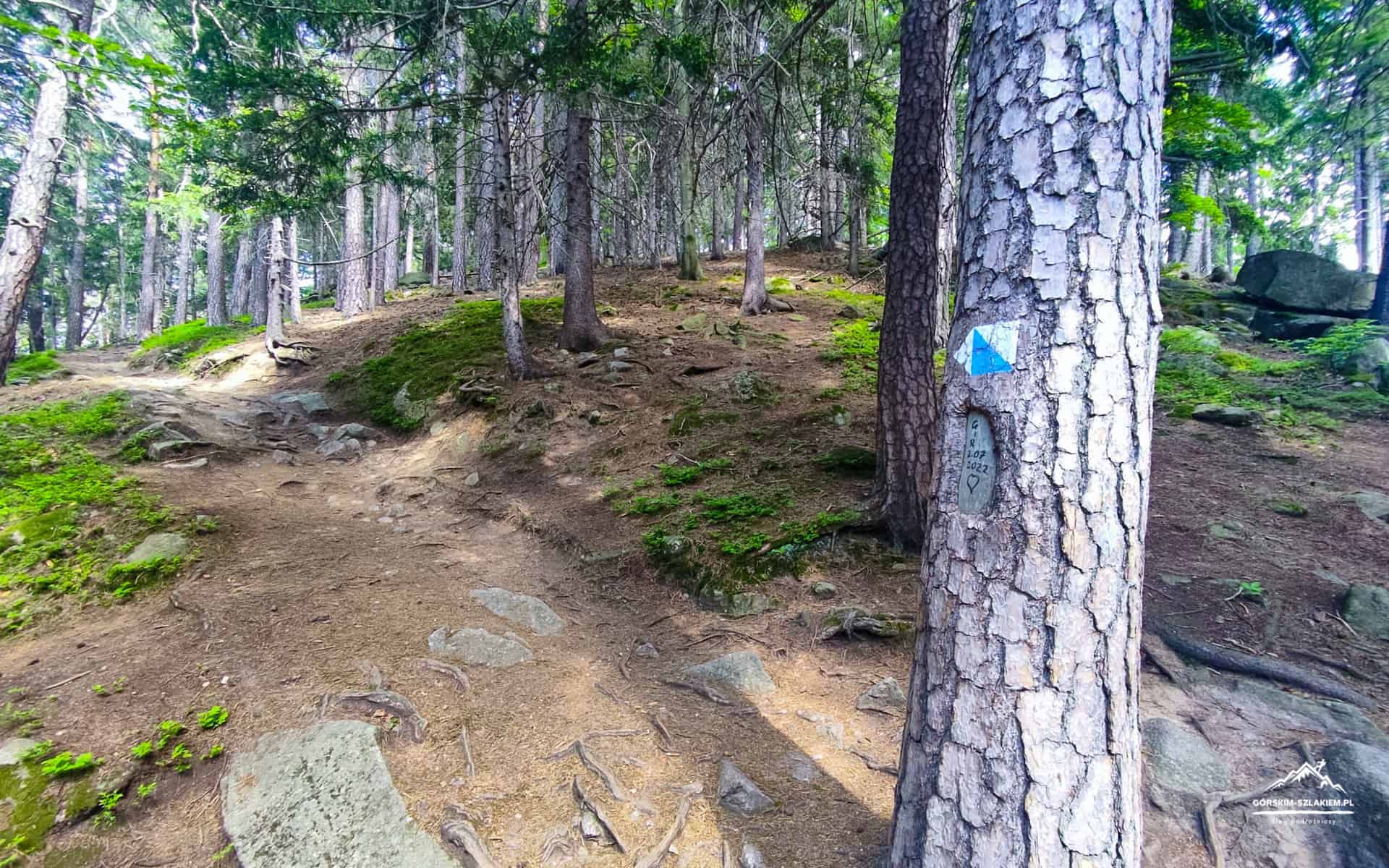 Karpatka łatwy Szlak W Karpaczu Z Widokami Na Karkonosze Górskim Szlakiem 2773