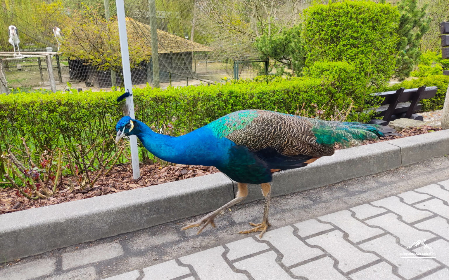 Zoo Kraków, zwiedzanie, godziny otwarcia - Ogród Zoologiczny w Krakowie