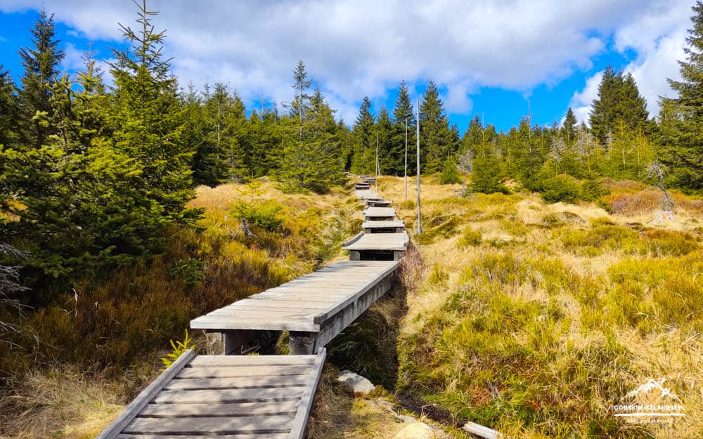 Wooden boardwalk winding through a grassy marshland with evergreen trees under a bright blue sky.