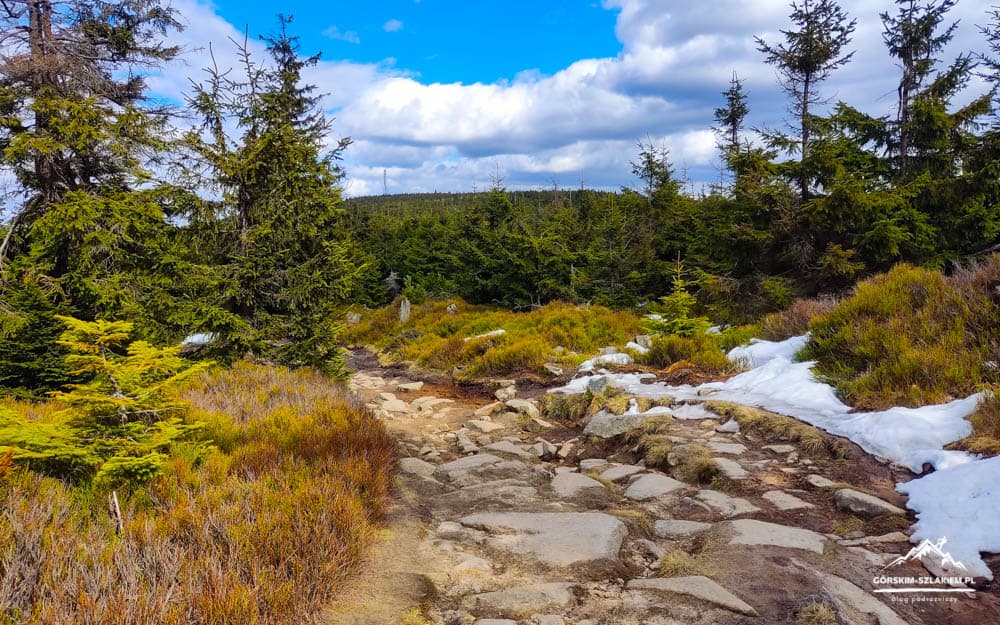 Rocky mountain trail winding through a conifer forest with patches of snow under a blue sky.
