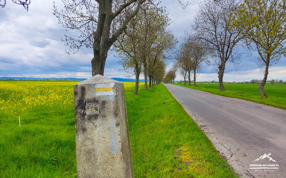 Long rural road lined with trees on both sides, a concrete milestone in the foreground and a yellow canola field to the left.