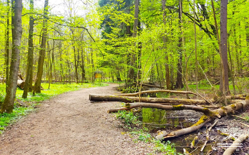 Dirt trail winds through a sunlit green forest, with fallen logs crossing a narrow stream on the right.