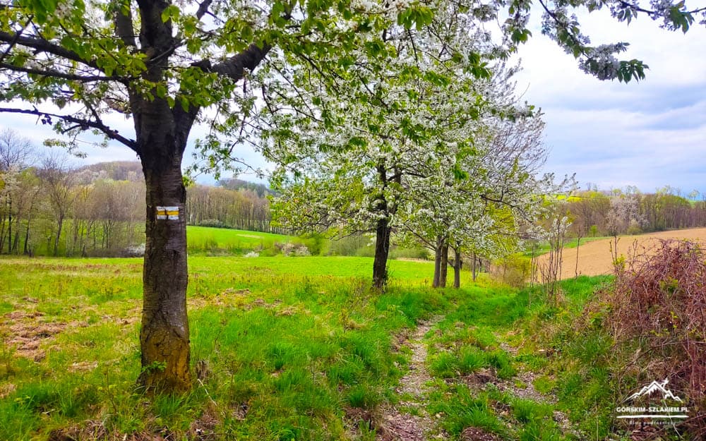 Forest path through blossoming trees in spring; green fields, rolling hills, and a dirt trail under a bright sky.