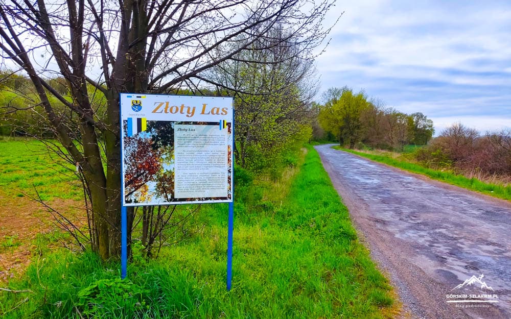 Informational sign titled 'Złoty Las' beside a rural road with green grass and trees in the background.