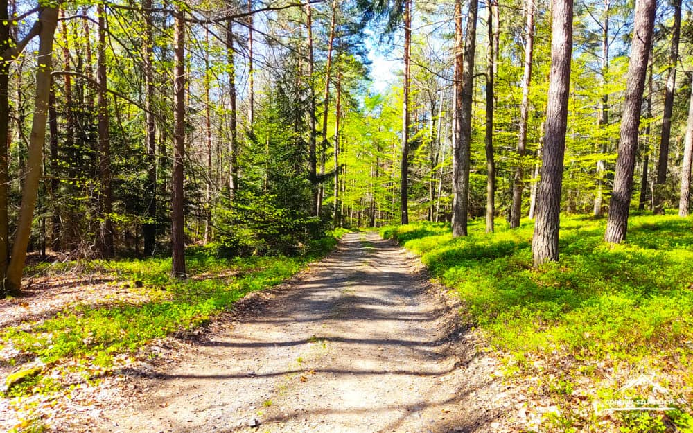 Dirt path winding through a sunlit forest with tall trees and green undergrowth.