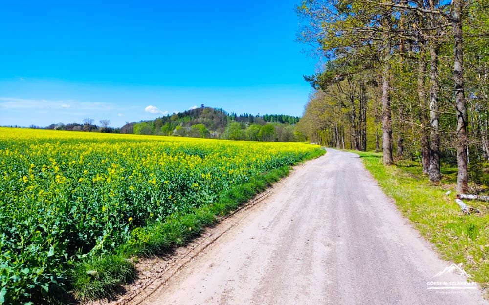 Rural gravel road curves between a bright yellow canola field and a line of trees under a blue sky.