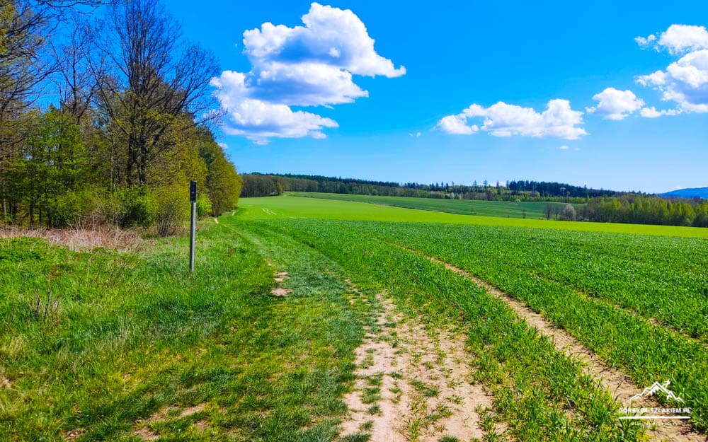 Dirt path winds through green fields toward a distant tree line under a bright blue sky with white clouds.