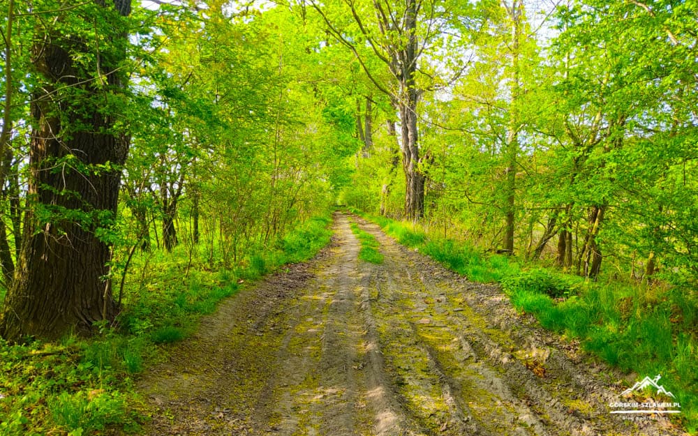Sunlit forest path winding through green trees with muddy tire tracks and grass along the sides.