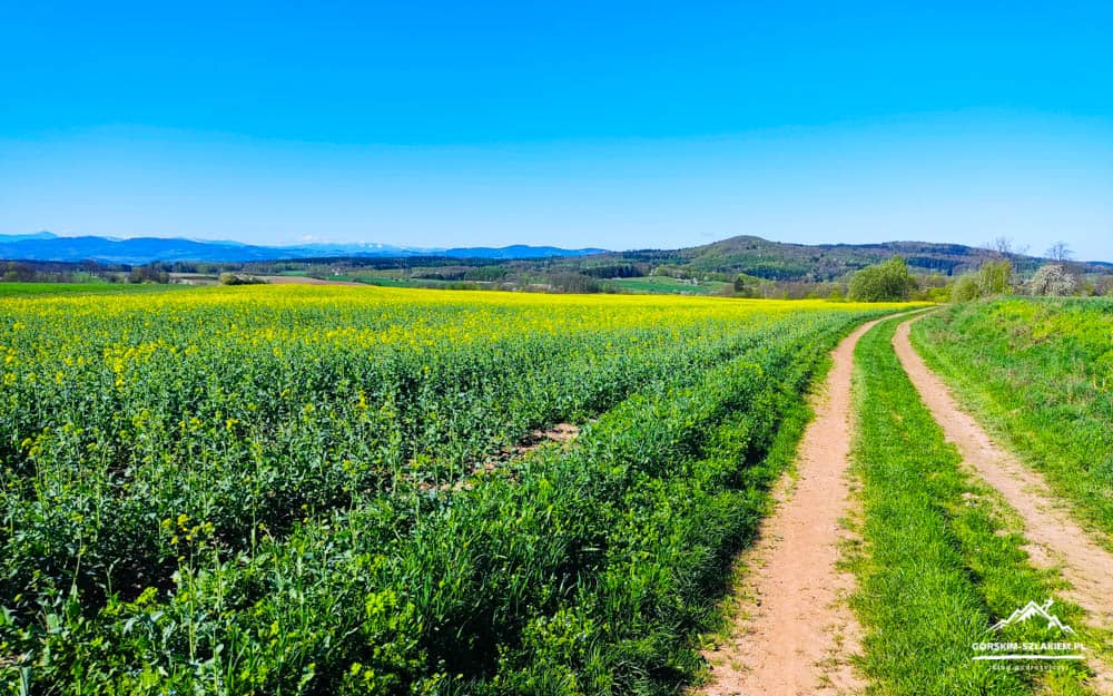 Winding dirt path runs through a yellow canola field under a bright blue sky, with green hedges and distant hills on the horizon.