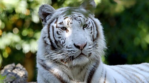 Close-up of a white tiger with blue eyes, gazing at the camera against a blurred green background.
