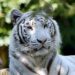 Close-up of a white tiger with blue eyes, gazing at the camera against a blurred green background.