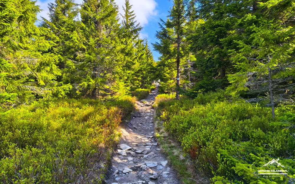 A rocky forest trail winding through dense green spruce trees on a sunny day.