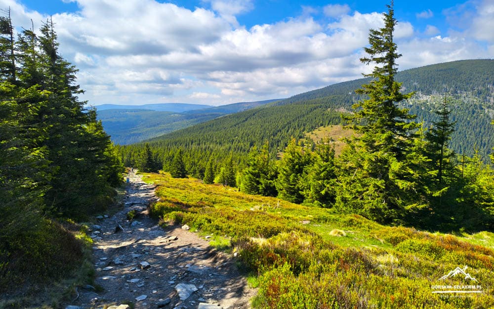 Dirt trail winds through a sunlit alpine meadow and evergreen forest under a partly cloudy blue sky with distant mountains in view.