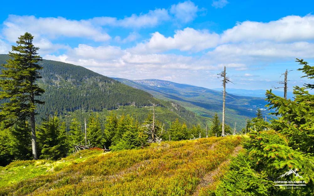 Mountain valley with evergreen forest, rolling hills, and a bright blue sky with clouds.