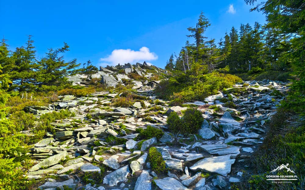 Rugged rocky mountain path with boulders, evergreen trees, and a bright blue sky above.