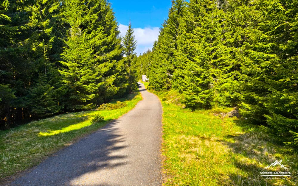 Paved forest path winding through a sunlit evergreen forest with blue sky overhead.