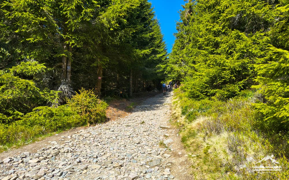 Rocky forest trail winding through evergreen trees, with hikers visible in the distance under a bright blue sky.