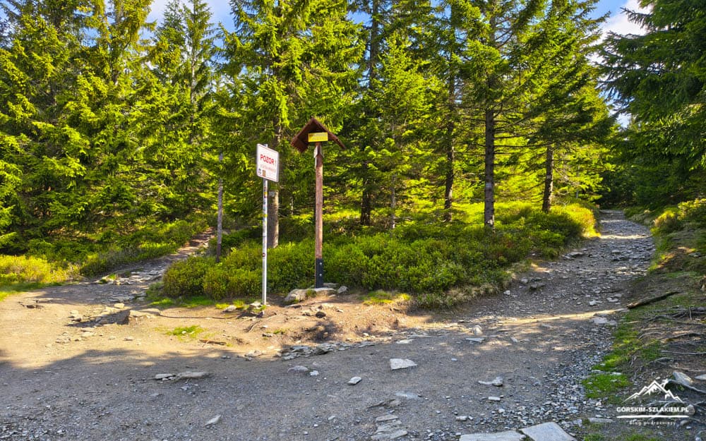 Forked forest trail with rocky path and signposts in bright, sunlit woods