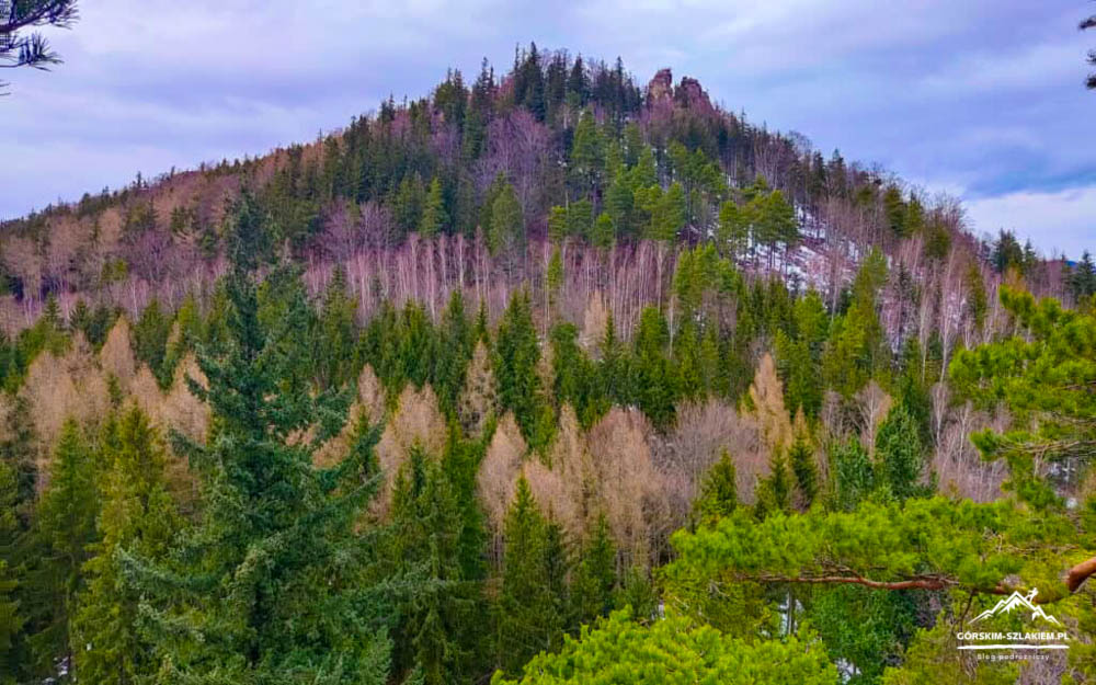 Forested mountain slope with a mix of evergreen and bare trees under a cloudy sky,”,