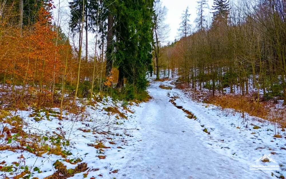 Snow-covered forest path winding through bare deciduous trees and evergreens in a wintery woodland.