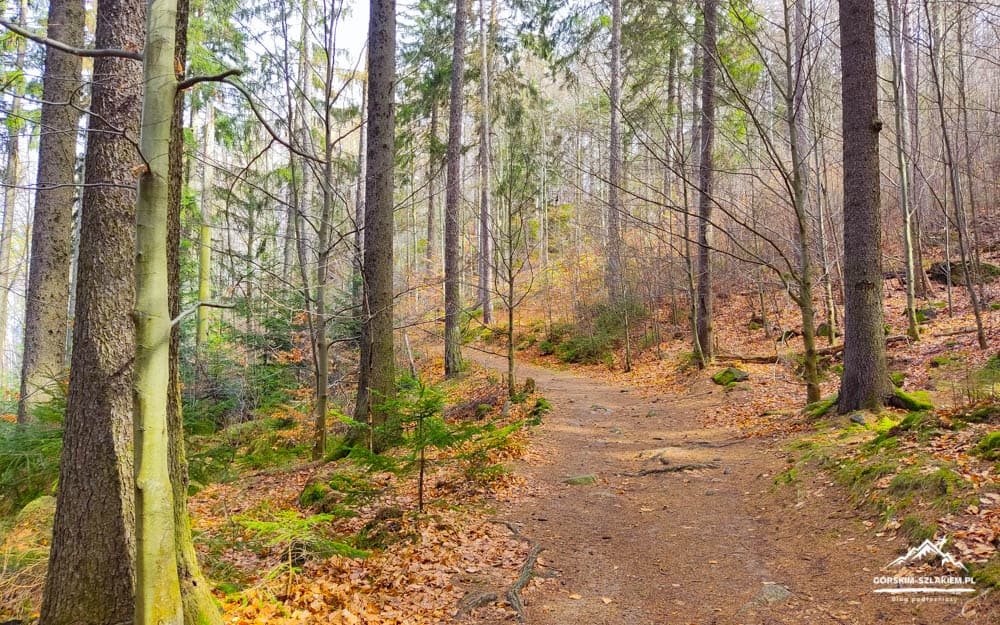 Forest path winding through tall trees in autumn, fallen leaves along the trail and mossy rocks on the sides.