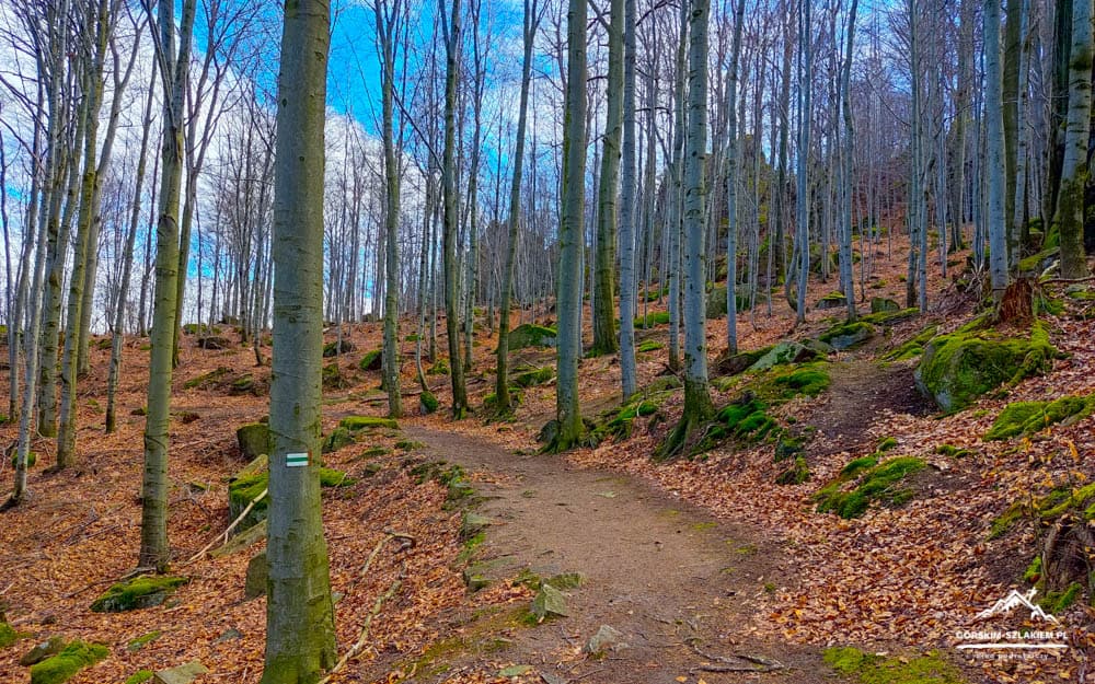 Dirt trail winds through a leaf-covered forest with bare trees and mossy rocks; blue sky peeks through.