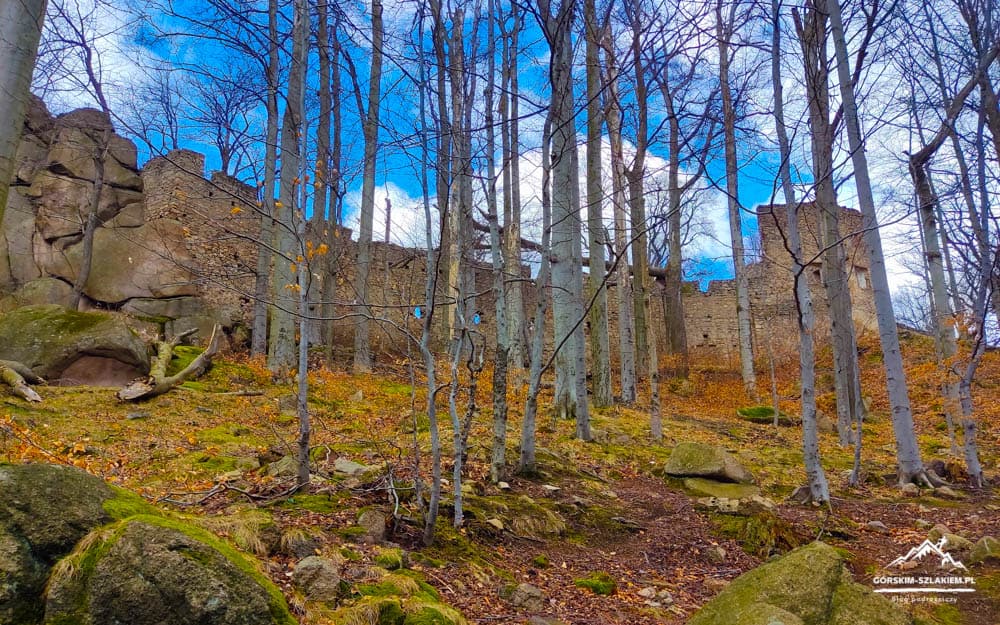 Ruined stone castle walls visible through a leafless forest in autumn, with mossy rocks on the ground.