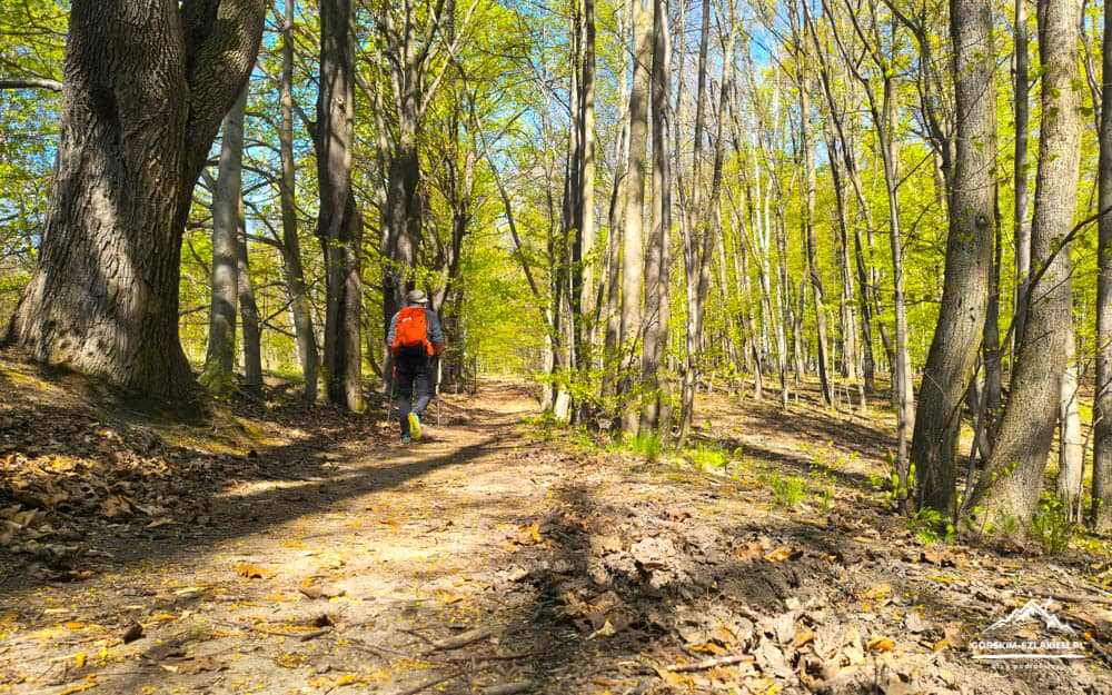 Hiker with an orange backpack walking down a sunlit dirt forest trail surrounded by trees