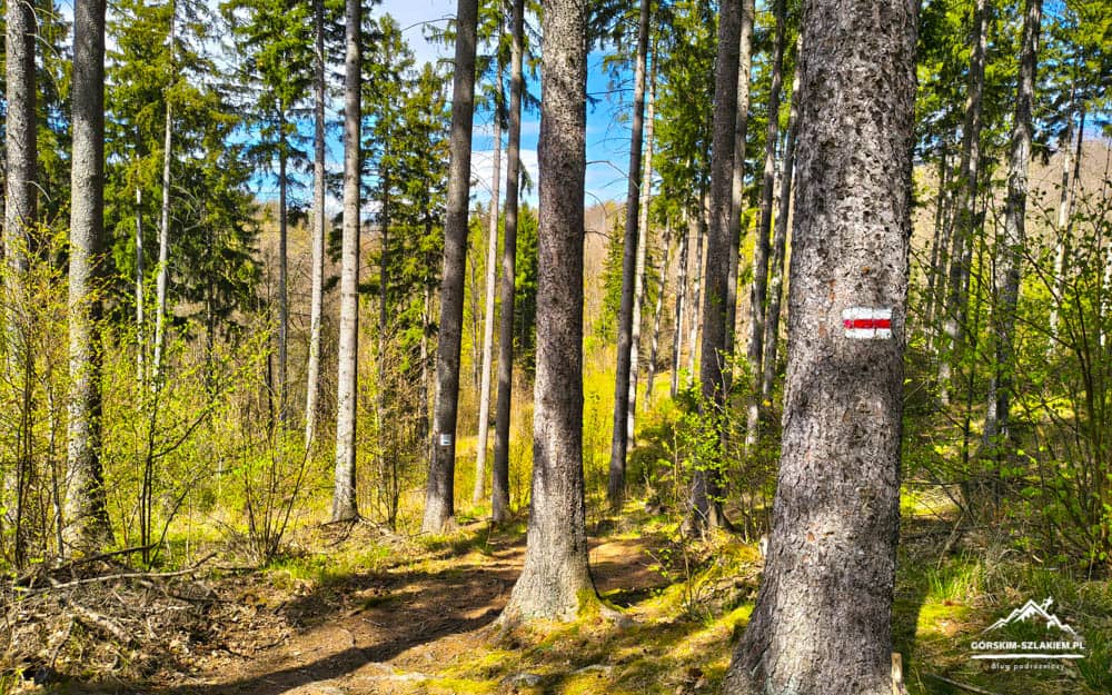 Sunlit hiking trail through a pine forest, with a red-and-white trail blaze on a tree trunk nearby.