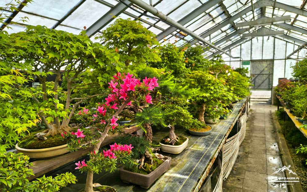 Rows of bonsai trees with pink blossoms arranged on a bench inside a greenhouse.