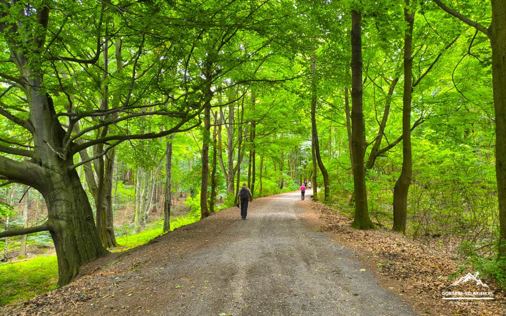 Sunlit forest trail with a gravel path and two hikers walking away among tall green trees.