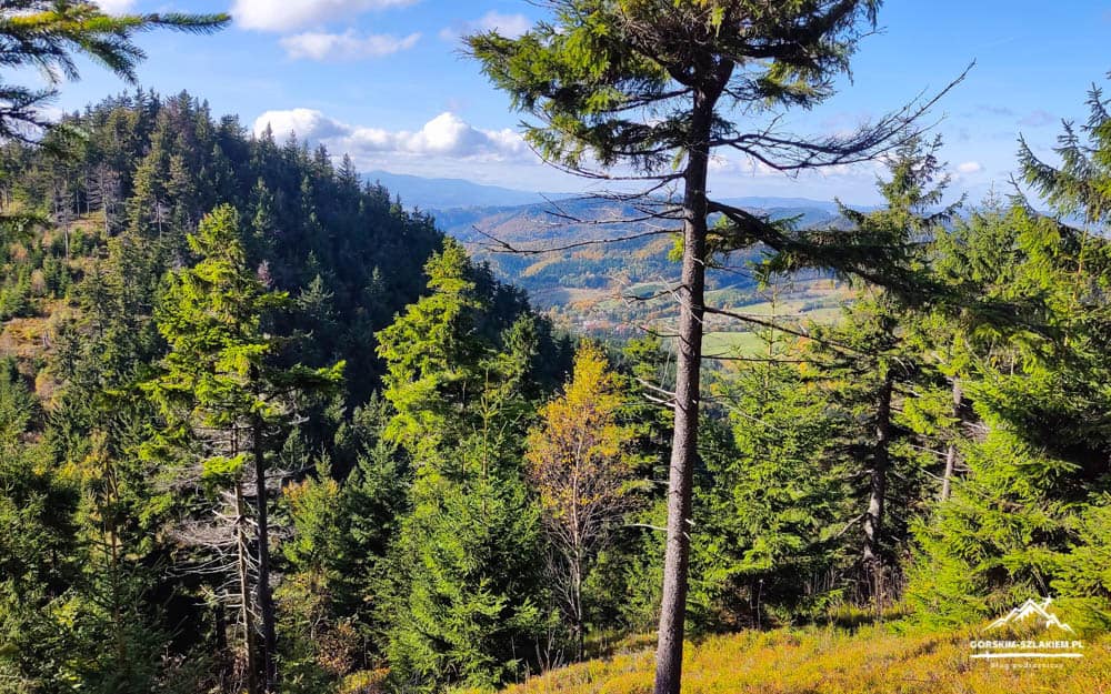 Dense evergreen forest on rolling hills beneath a blue sky with a few clouds, taken from a high vantage point.