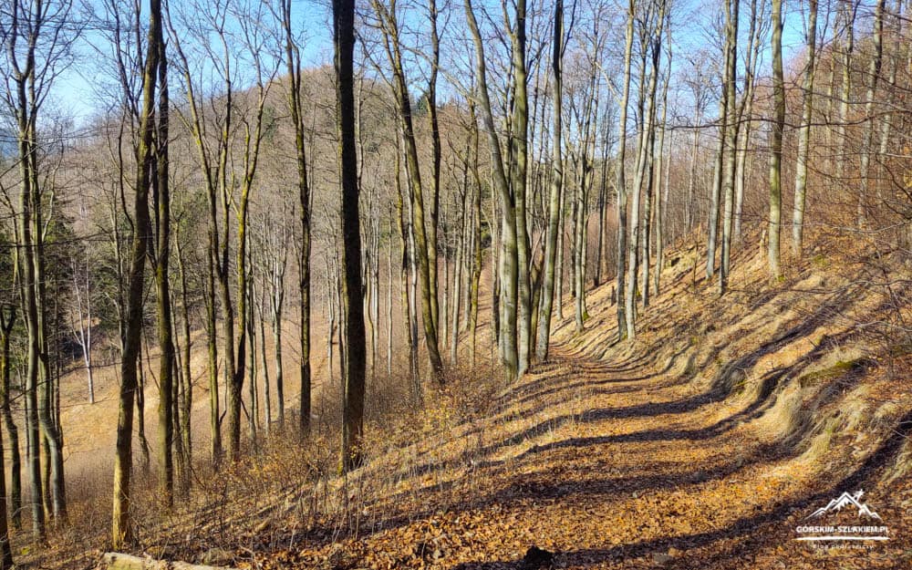Sunlit dirt trail winding through a leaf-bare forest on a hillside in autumn