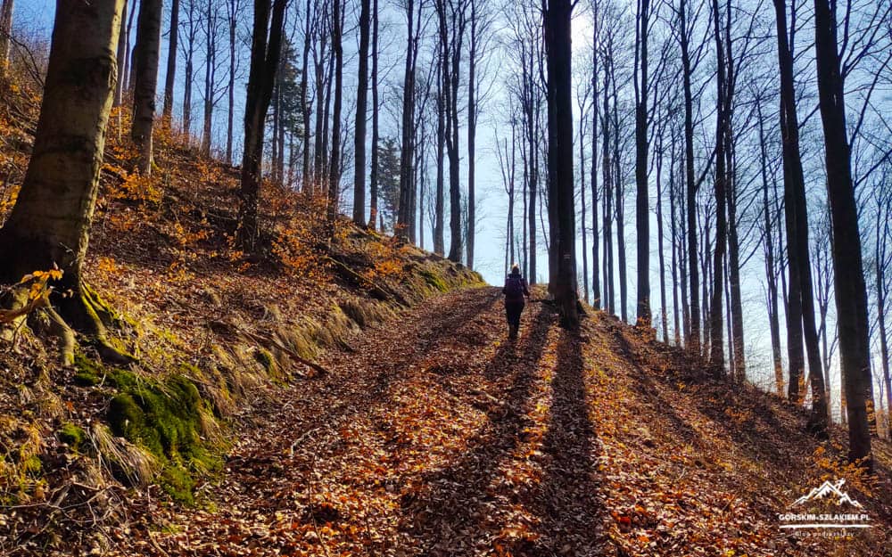 Hiker walking up a leaf-covered forest path on a sunlit autumn hillside with tall bare trees.