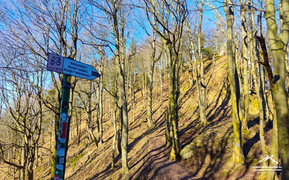 Forest trail through a sunlit, leafless wood with a blue directional signpost and bike stickers on the pole, guiding hikers or cyclists.