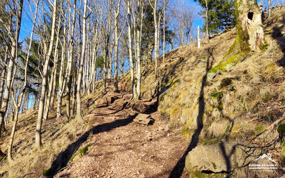 Sunlit dirt trail winding up a rocky hillside between slender bare trees under a clear blue sky.