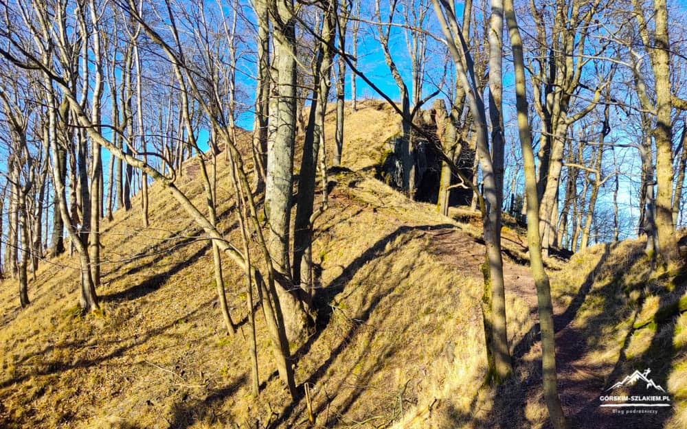 Trail winds up a sunlit grassy hill through a leafless forest under a bright blue sky.