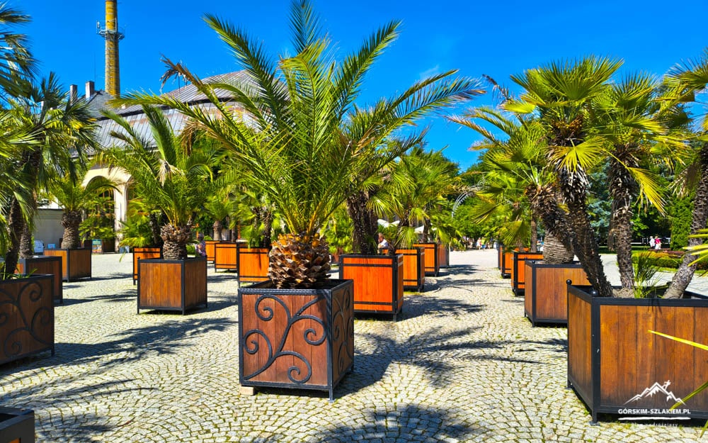 Row of palm trees in large wooden planters arranged in a cobblestone courtyard under a bright blue sky.