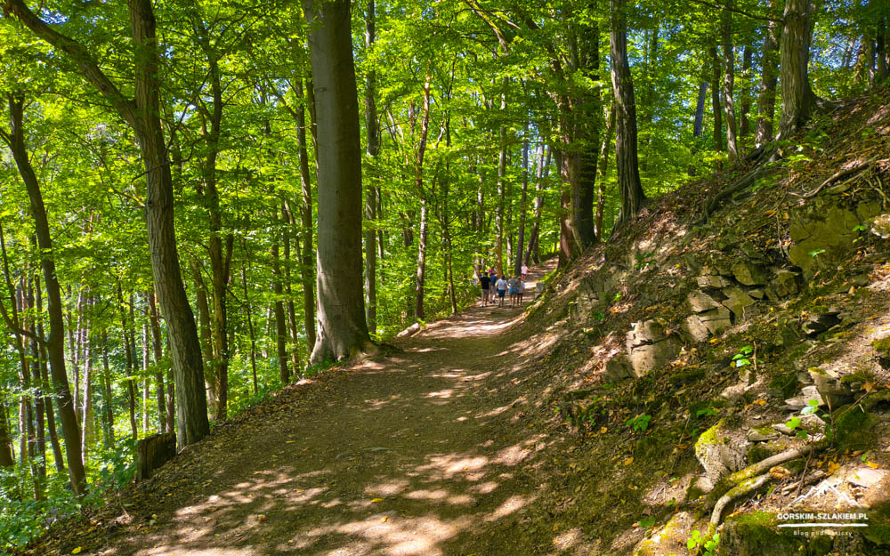 Sunlit forest path winding through trees with a group of hikers in the distance.