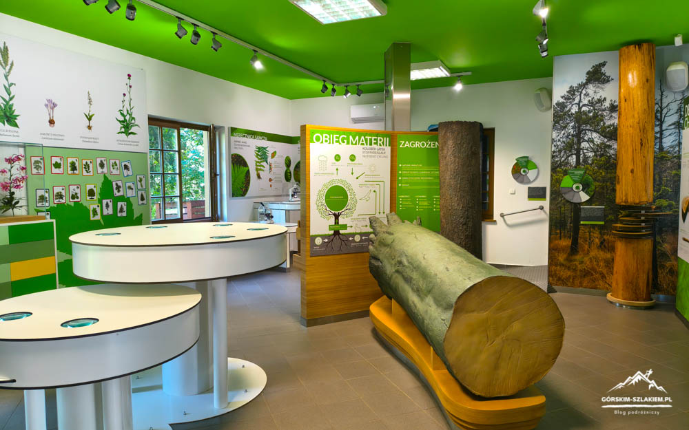 Nature museum interior with a large tree trunk on a stand, green walls and ceiling, and interactive forest displays.