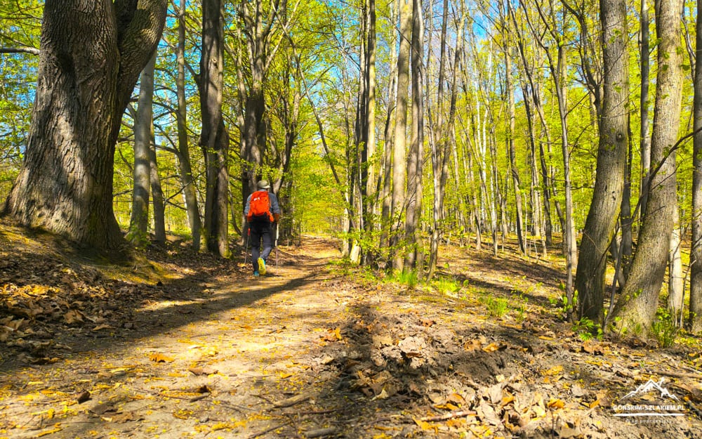 Hiker with an orange backpack walking along a sunlit dirt forest path surrounded by trees.