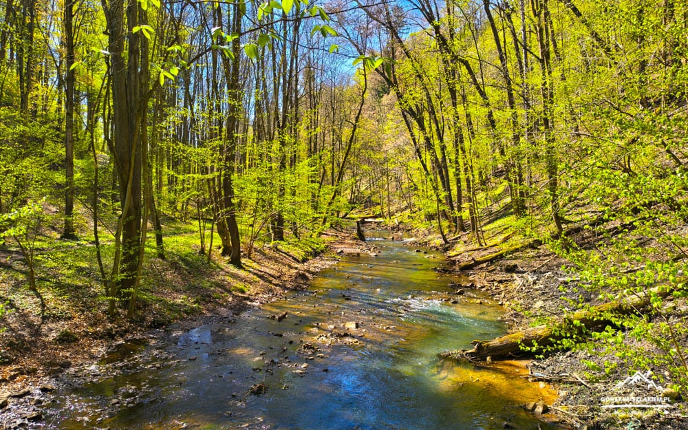 Sunny forest stream winding through green trees with clear water and rocky banks.